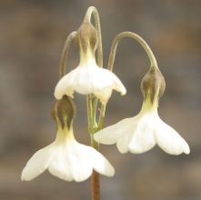 primula_ioessa2.jpg