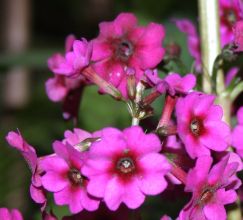 primula_japonica_carminea2.jpg