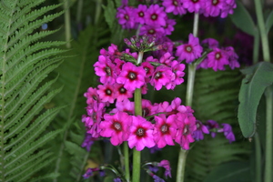 primula_japonica_carminea3.jpg