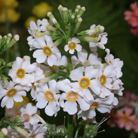 Primula japonica 'Postford White'