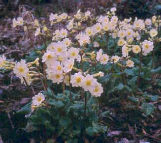 primula_lady_greer.jpg