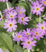 Primula laurentiana