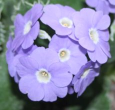 primula_linda_pope.jpg