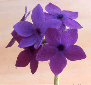 primula_macrophylla.jpg
