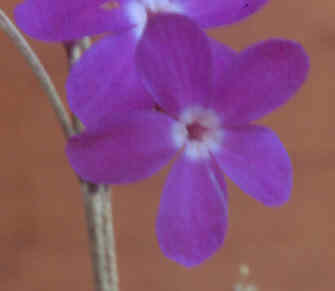 Primula minor flower