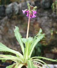 primula_miyabeana.jpg