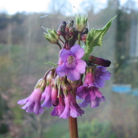 primula_miyabeana4.jpg