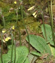 primula_prenantha.jpg