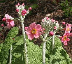 primula_pulverulenta_bartley2.jpg