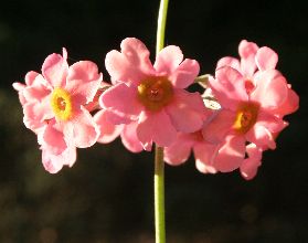 primula_pulverulenta_bartley7.jpg