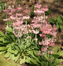 primula_pulverulenta_bartley8.jpg