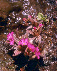 Primula rosea 'Grandiflora'
