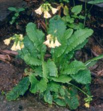 primula_serratifolia.jpg