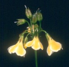 primula_serratifolia_flowers.jpg