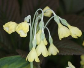 primula_sikkimensis3.jpg