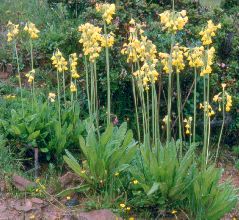 primula_sikkimensis4.jpg