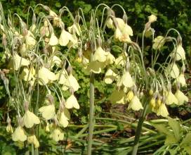 primula_sikkimensis_pudibunda.jpg
