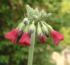 primula_sikkimensis_red.jpg