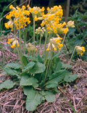 primula_veris.jpg