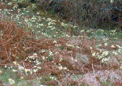 primula_vulgaris_wild.jpg