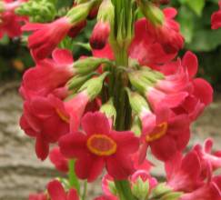 primula_wilsonii4.jpg