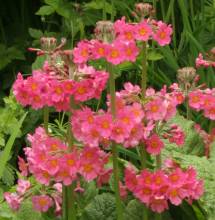 primula_x_bulleesiana3.jpg
