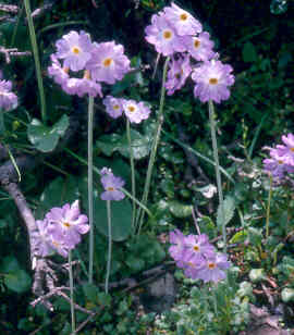 Primula zambalensis