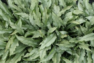 Pulmonaria `Diana Clare`