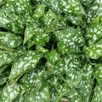 Pulmonaria `Victorian Brooch` foliage