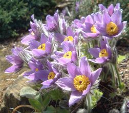 Pulsatilla halleri