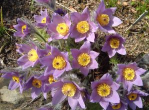 Pulsatilla halleri