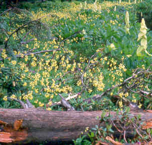rheum_alexandrae_wild.jpg