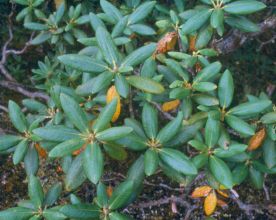 rhododendron_clementinae_foliage.jpg