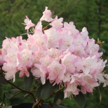 Rhododendron `Ginny Gee`