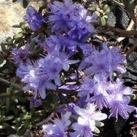 Rhododendron impeditum