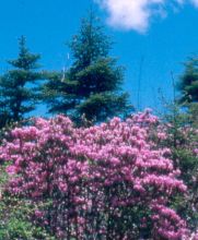 rhododendron_rubiginosum2.jpg