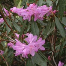 rhododendron_rubiginosum3.jpg