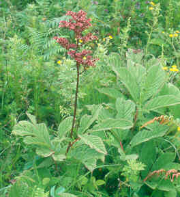 rodgersia_pinnata.jpg