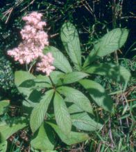 rodgersia_pinnata2.jpg