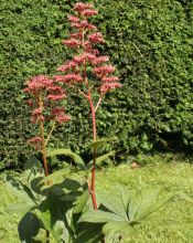 rodgersia_pinnata_elegans2.jpg