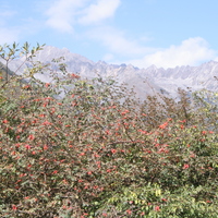 rosa_sdr6001.jpg