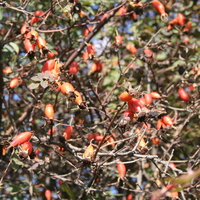 rosa_sdr6001a.jpg