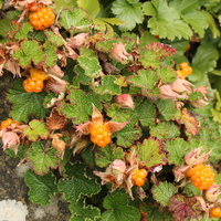 Rubus calycinoides