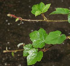 Rubus nepalensis