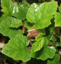 Rubus tricolor