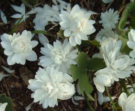 Sanguinaria canadensis `Plena`