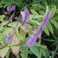 Sanguisorba hakusanensis