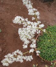 saxifraga_callosa_australis.jpg