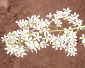 saxifraga_callosa_australis2.jpg