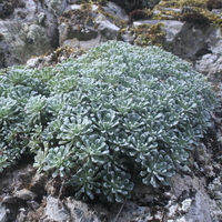 saxifraga_cochlearis_sdr6405.jpg